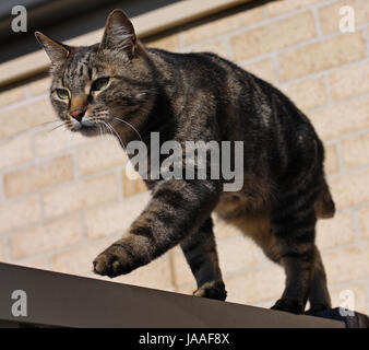 Gatto di uscire Foto Stock