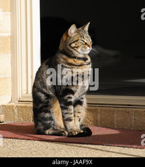 Regal Cat seduta Foto Stock