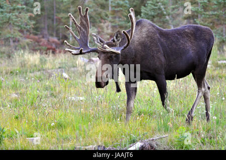 Enorme bull moose con grandi corna a piedi attraverso Prato Foto Stock