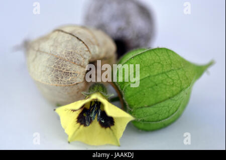 Quattro stagioni Foto Stock