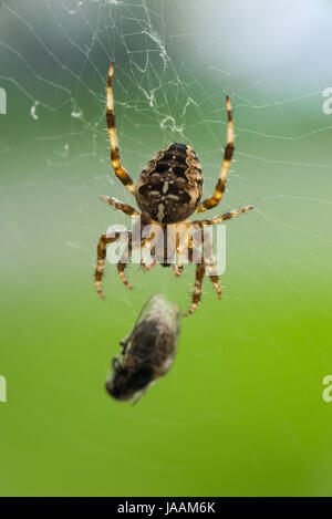 Un close-up di una femmina di giardino europeo spider (Araneus diadematus) con una mosca che esso ha catturato nella sua web. Foto Stock