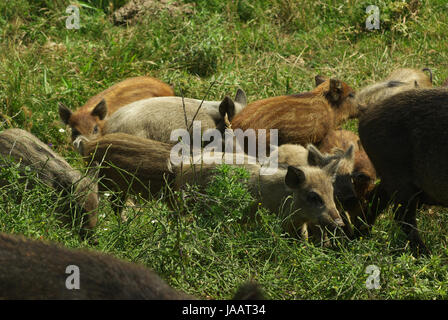 Famiglia di cinghiali in Sardegna campagna nei pressi di Tempio Pausania Foto Stock