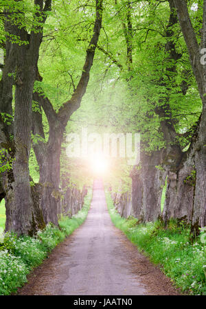 Albero di tiglio avenue con piccolo percorso interno e spirituale e mistica luce solare alla fine Foto Stock