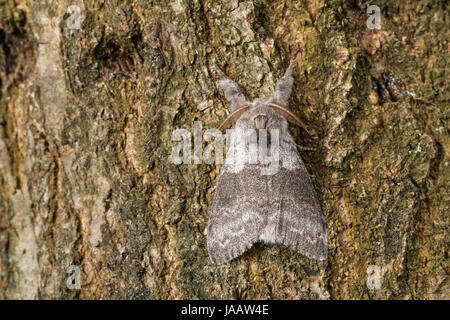 Buchen-Streckfuss, Buchen-Streckfuß, Buchenstreckfuß, Streckfuß, Rotschwanz, Buchenrotschwanz, Männchen, Calliteara pudibunda, Dasychira pudibunda, Ol Foto Stock