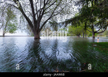 Parzialmente sommerso alberi circondato da acqua di inondazione in un invaso park causata da elevati livelli di lago in Oakville, Ontario, Canada. Foto Stock