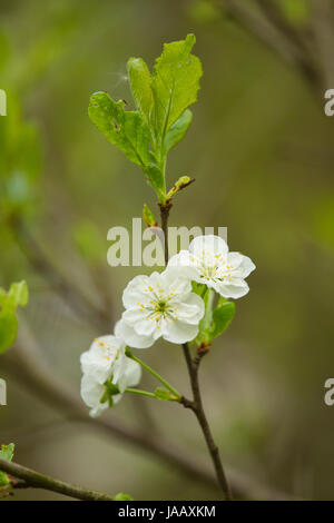 Bella wild albero da frutta blossoms su uno sfondo naturale. Foto Stock
