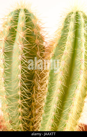 Close up Cactus in vaso Foto Stock