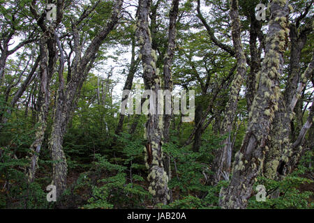 Lenga faggeta, Nothofagus Pumilio, Reserva Nacional Laguna Parrillar, Cile Foto Stock