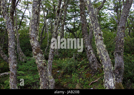 Lenga faggeta, Nothofagus Pumilio, Reserva Nacional Laguna Parrillar, Cile Foto Stock