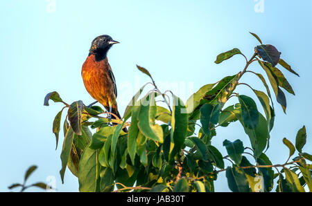 Orchard Rigogolo Songbird arroccato su una macchia verde nel sole Foto Stock