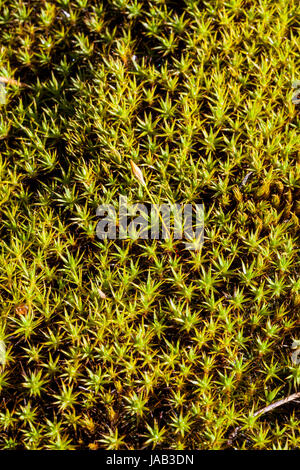 Il ginepro haircap moss crescita (Polytrichum juniperinum) Foto Stock