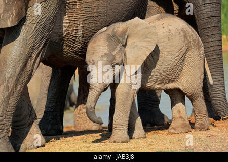 Un simpatico baby elefante africano (Loxodonta africana), Addo Elephant National Park, Sud Africa Foto Stock