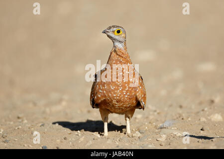 Macchiati o Burchells sandgrouse (Pterocles burchelli), Deserto Kalahari, Sud Africa Foto Stock