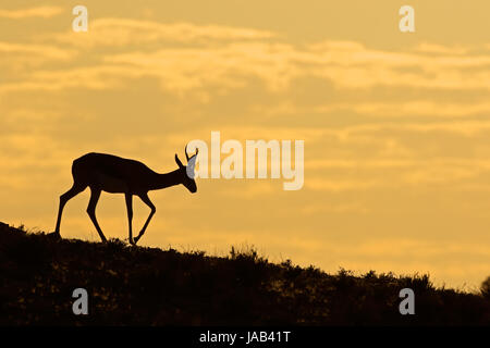 Springbok antilope (Antidorcas marsupialis) stagliano contro un sunrise, deserto Kalahari, Sud Africa Foto Stock