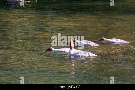 Gruppo familiare di goosanders sul fiume usura Foto Stock