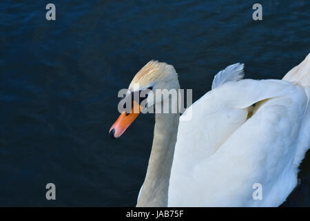 Un cigno graziosamente nuoto su un lago Foto Stock