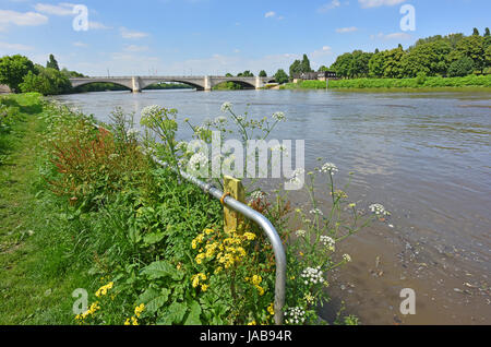 Luminosa Giornata di Primavera sul percorso del Tamigi vicino a Chiswick Bridge. Foto Stock