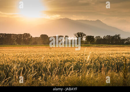 Il sole tramonta su campi di grano in Italia campagna italiana al tramonto Foto Stock