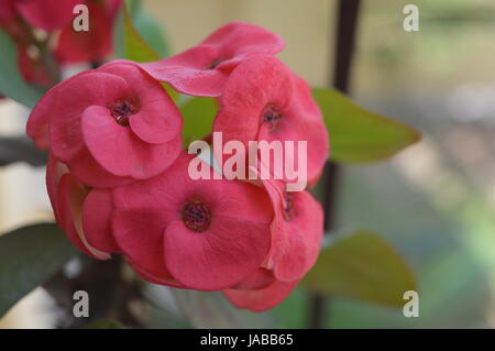 Una spina fiore, focalizzata su pettles Foto Stock