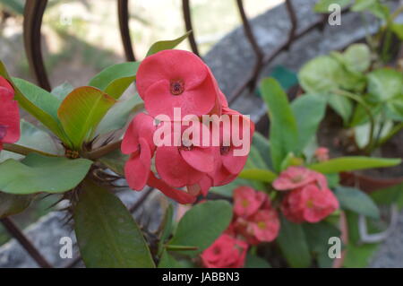 Una spina fiore, focalizzata su pettles Foto Stock