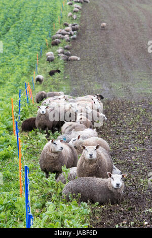 Alimentazione degli agnelli sul raccolto di radice in un campo suddiviso da un recinto elettrico. Cumbria, Regno Unito. Foto Stock