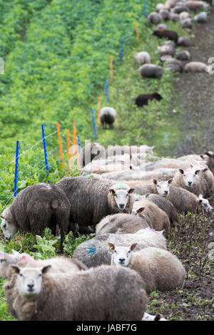 Alimentazione degli agnelli sul raccolto di radice in un campo suddiviso da un recinto elettrico. Cumbria, Regno Unito. Foto Stock