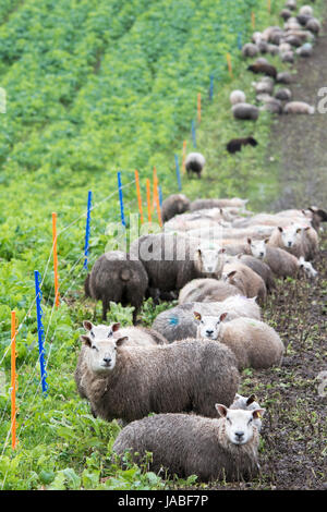 Alimentazione degli agnelli sul raccolto di radice in un campo suddiviso da un recinto elettrico. Cumbria, Regno Unito. Foto Stock