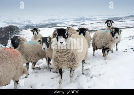 Gregge di pecore swaledale nella neve. North Yorkshire, Regno Unito. Foto Stock