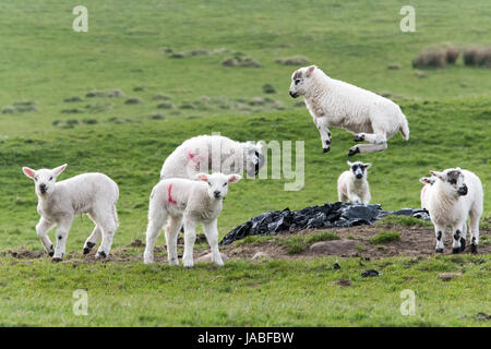 Agnelli giovani giocando nei campi, molla, North Yorkshire, Regno Unito. Foto Stock