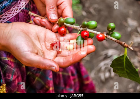 Tenendo la maturazione dei chicchi di caffè, Antigua, Guatemala Foto Stock