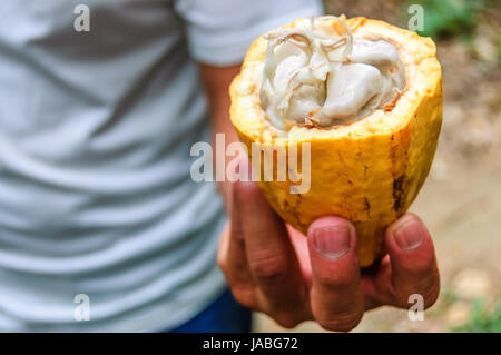 Pod di cacao tagliata aperta per mostrare chicchi di cacao all'interno, guatemala Foto Stock