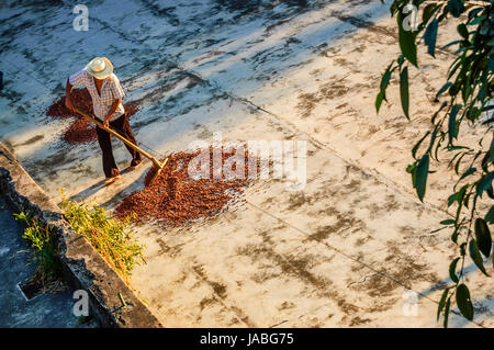 Retalhuleu, Guatemala - Aprile 9, 2015: plantation lavoratore trasforma l'asciugatura chicchi di cacao nel sole di mattina a takalik maya lodge vicino al confine messicano. Foto Stock