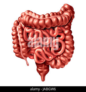Intestino umano illustrazione come un apparato digerente organo e la digestione della parte di corpo concetto con piccoli e grandi intestini. Foto Stock