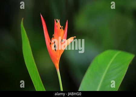 Arancione fiore heliconia Foto Stock