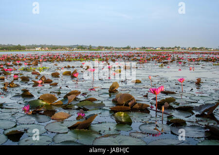 Pool di rosa fiori di loto in un lago locale nella parte sud della Thailandia Foto Stock