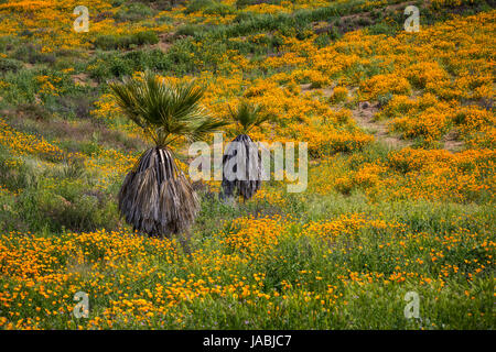 La molla di papavero in Walker Canyon vicino al lago di Elsinore, California, Stati Uniti d'America. Foto Stock