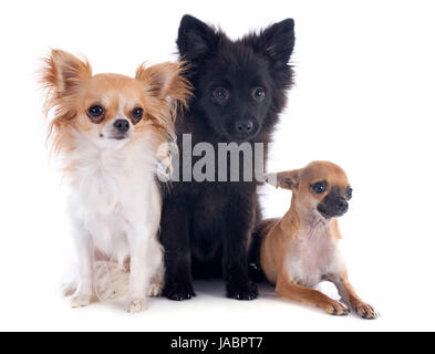 Tre piccoli cani di fronte a uno sfondo bianco Foto Stock