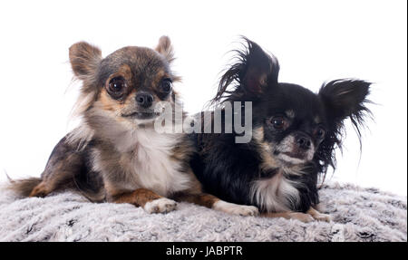 Ritratto di carino di razza chihuahuas davanti a uno sfondo bianco Foto Stock