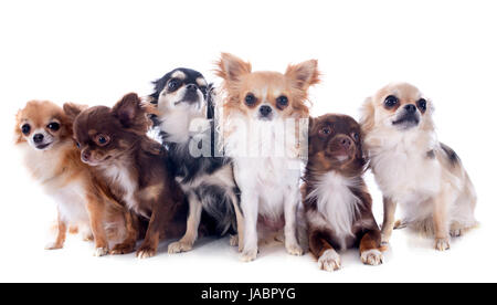 Gruppo di chihuahuas davanti a uno sfondo bianco Foto Stock