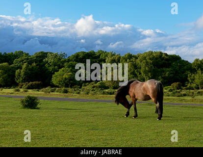 Cavallo nella nuova foresta, Hampshire, Inghilterra, Regno Unito Foto Stock