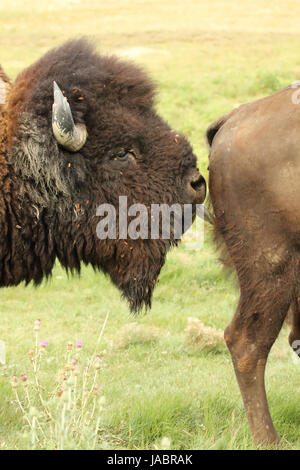 Un bisonte Americano bull test estro il membro di una femmina durante la routine. Foto Stock