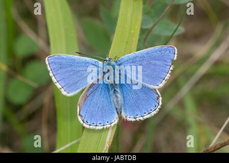 Primo piano della farfalla blu adonis maschio (Polyommatus bellargus), Regno Unito Foto Stock