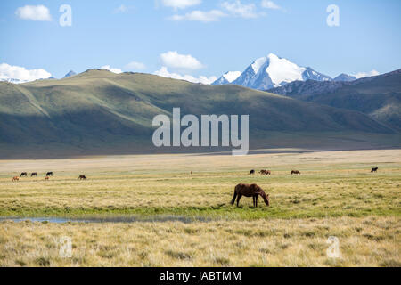 Cavalli pasturingin mountain valley Foto Stock