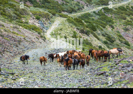 Grande gruppo di cavalli salendo su terreni sassosi strada di montagna Foto Stock
