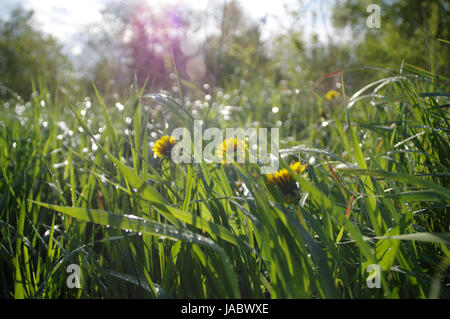 Sun illuminazione sul prato umido dopo la pioggia a molla Foto Stock