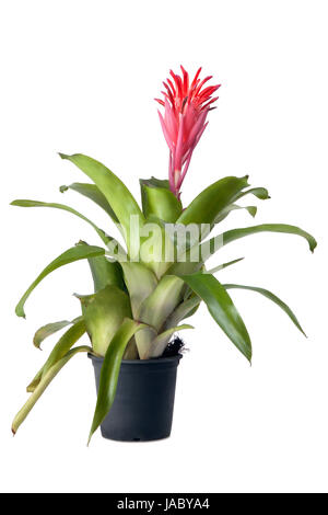 Bromeliad pianta in vaso di fiori su sfondo bianco Foto Stock