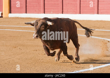 La cattura della figura di un coraggioso bull in una corrida, Spagna Foto Stock