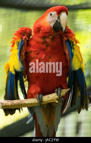 Crimson macaw seduta sul ramo, zoo di animali, pet Foto Stock