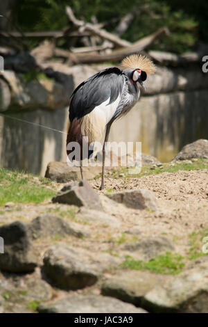 Kronenkranich, crowned crane in natura Foto Stock