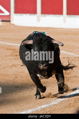 La cattura della figura di un coraggioso bull in una corrida, Spagna Foto Stock